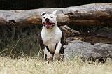 BOULEDOGUE AMERICAIN 069